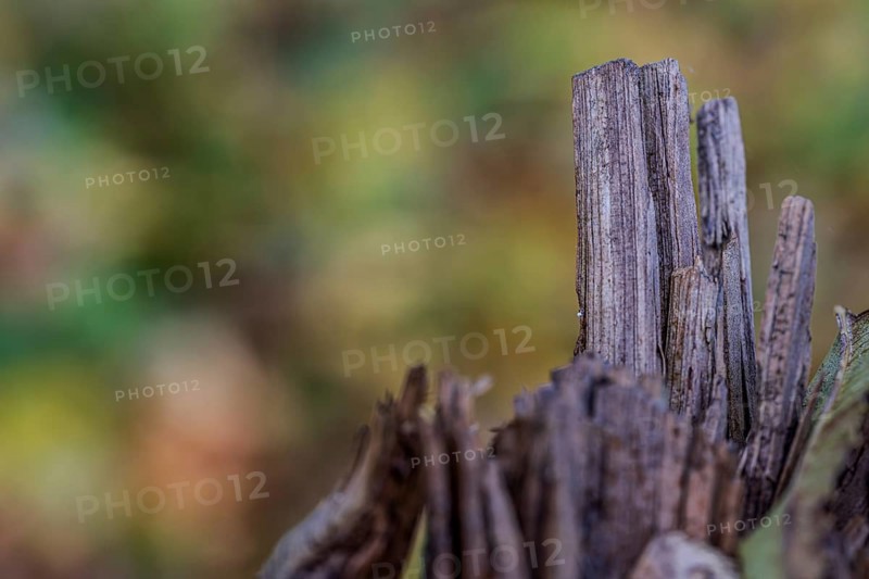 A wooden structure is visible in the foreground, while the blurred background shows the bright autumn colors of the leaves. It is a quiet moment in nature. Landau an der Isar, Lower Bavaria