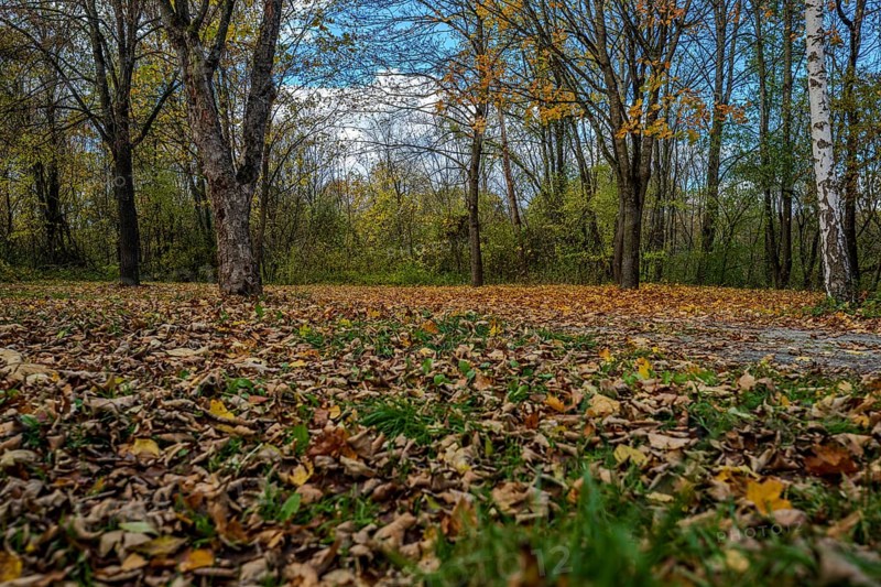 In the park, there is a thick layer of colorful autumn leaves on the ground. The trees are bare and the sky is bright blue. It is a quiet, peaceful scene. Landau an der Isar, Lower Bavaria