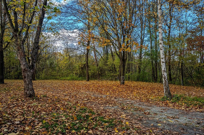 There are trees with colorful autumn leaves in a quiet park. The ground is covered with fallen leaves. The sun shines through the branches and illuminates the scene. Landau an der Isar, Lower Bavaria