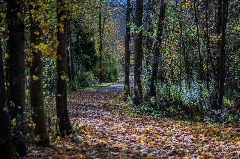 A quiet forest trail in autumn, surrounded by tall trees with colorful leaves. Sun rays shine through the canopy and illuminate the ground. Landau an der Isar, Lower Bavaria