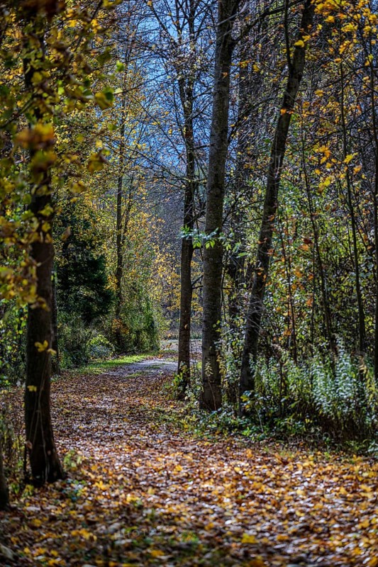 A quiet forest trail in autumn shows colorful leaves on the ground. The sun shines through the trees and creates a peaceful atmosphere. Landau an der Isar, Lower Bavaria