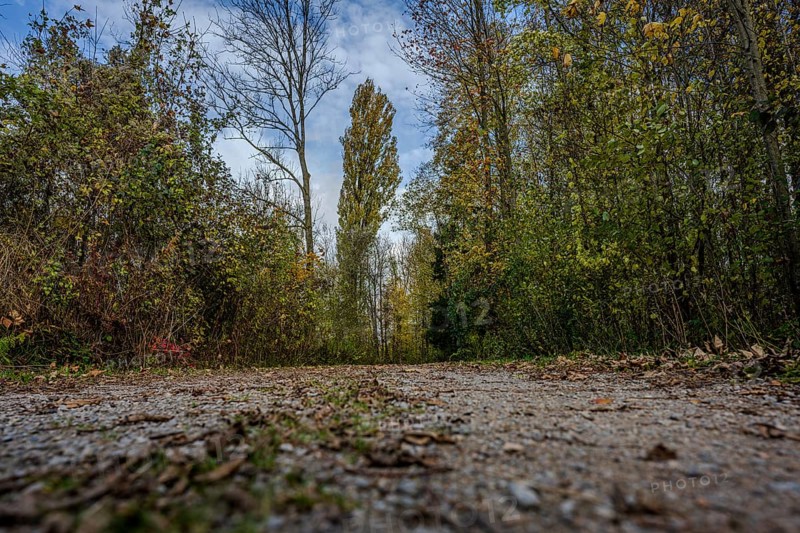 A quiet trail leads through the forest, surrounded by green trees and colorful foliage. The sun is shining through the leaves, it is late afternoon and the air is fresh. Landau an der Isar, Lower Bavaria