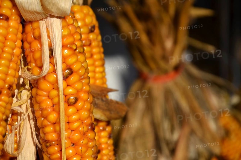 Bundle from yellow corn ears on a house wall closeup Prague Czech republic