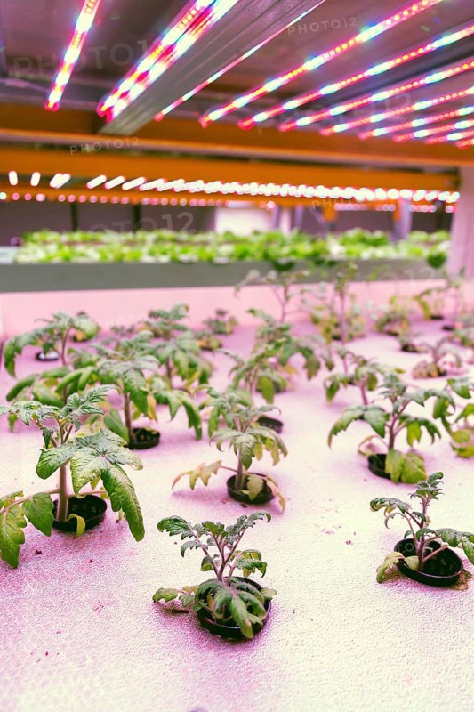 Tomato young plants grow in aquaponics system combining fish aquaculture with hydroponics, cultivating plants in water under artificial lighting Prague Czech republic