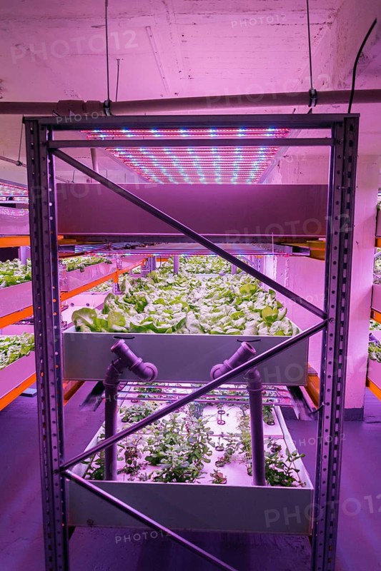 Shelves with lettuce in aquaponics system combining fish aquaculture with hydroponics, cultivating plants in water under artificial lighting, indoors Prague Czech republic