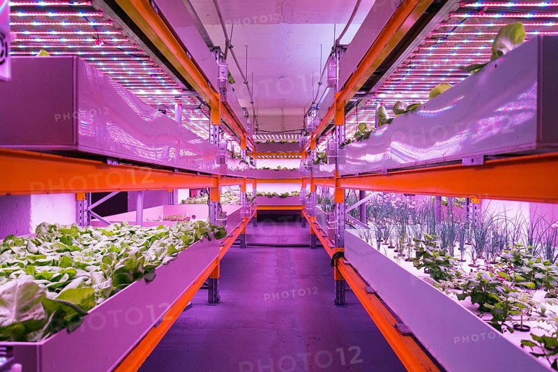 Shelves with lettuce in aquaponics system combining fish aquaculture with hydroponics, cultivating plants in water under artificial lighting, indoors Prague Czech republic