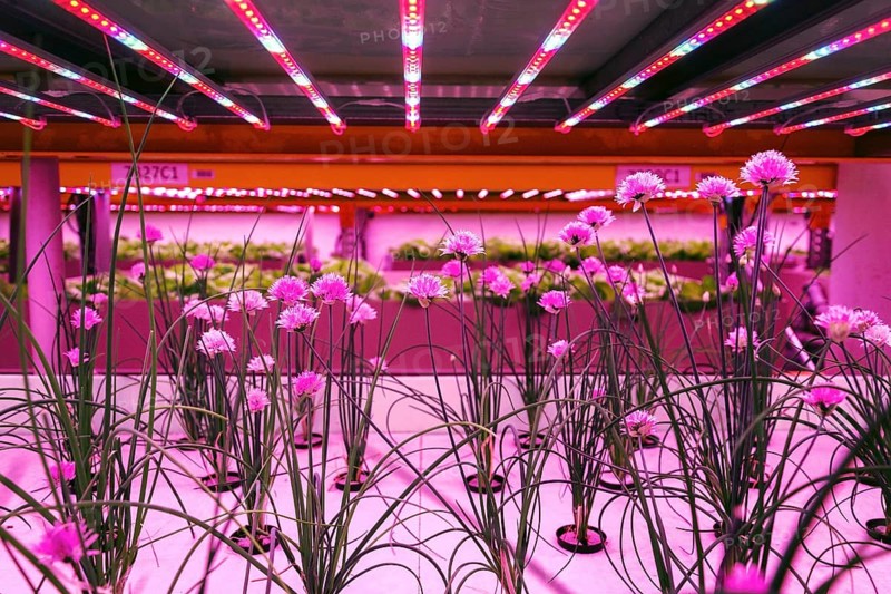 Chives in aquaponics system, fish aquaculture with hydroponics cultivating plants in water under artificial lighting, Allium schoenoprasum Prague Czech republic