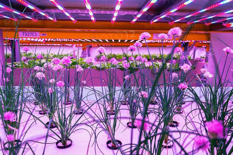 Chives in aquaponics system, combination of fish aquaculture with hydroponics, cultivating plants in water under artificial lighting, Allium schoenoprasum Prague Czech republic
