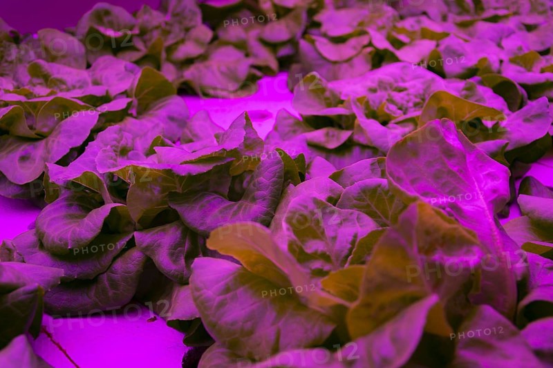 Special LED lights shine on lettuce in aquaponics system combining fish aquaculture with hydroponics, cultivating plants in water under artificial lighting, indoors Prague Czech republicPrague Czech republic