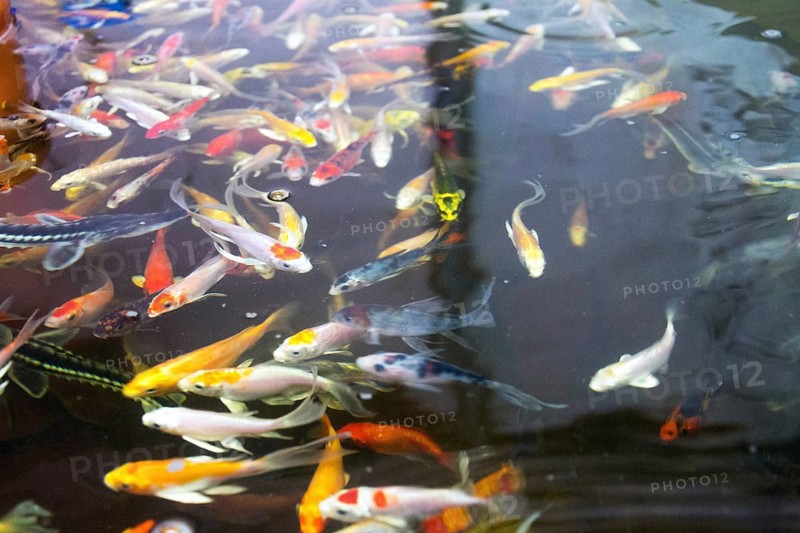 Various fish species in aquaponics system, combination of fish aquaculture with hydroponics, cultivating plants in water under artificial lighting Prague Czech republic