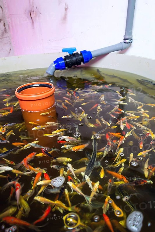 Various fish species in aquaponics system, combination of fish aquaculture with hydroponics, cultivating plants in water under artificial lighting Prague Czech republic