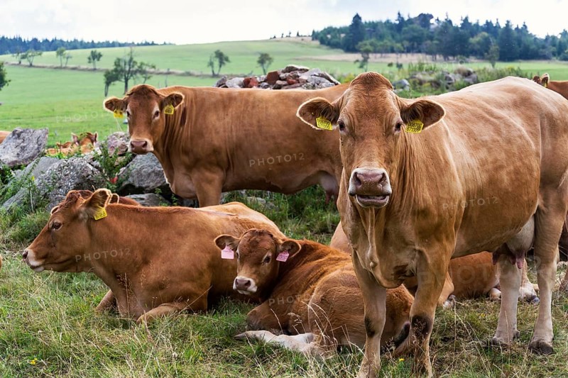 Herd of cows looking at camera and pasture on beautiful green mountain meadow, summer day copy space, sustainable ecological organic farming concept Prague, Czech republic