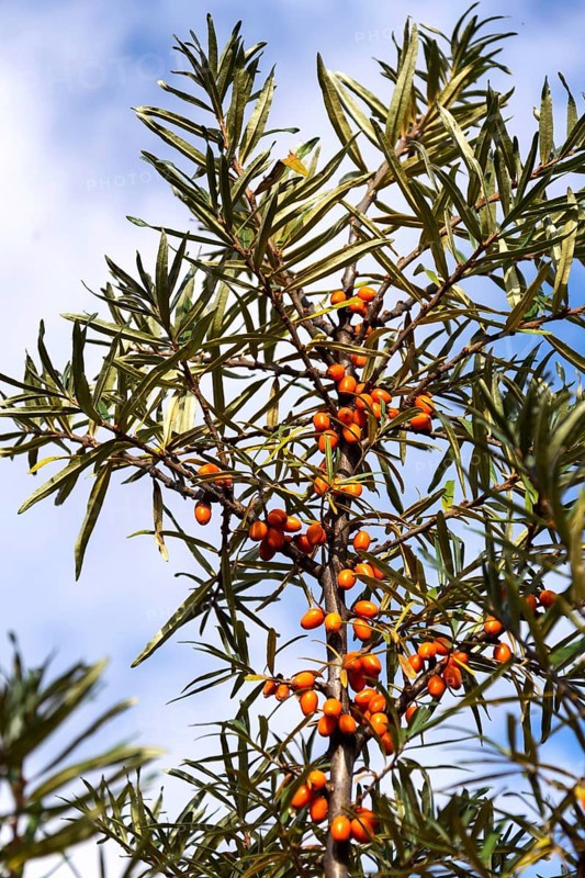 Hippophae rhamnoides known as common sea buckthorn shrub Prague, Czech republic