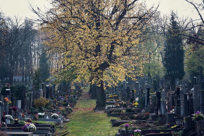 Beautiful tree among graves, autumn on cemetery, Prague, Czech Republic, sunny day, All souls day concept Prague, Czech republic
