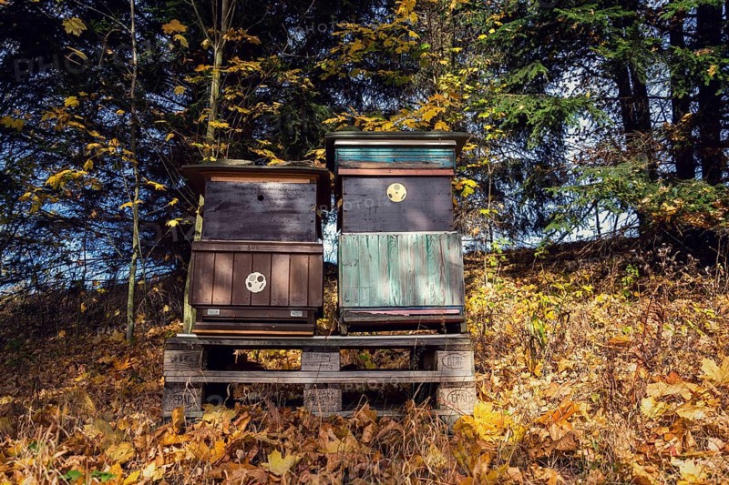 Colorful wooden beehives in beatiful autumn nature, sunny day Prague Czech republic
