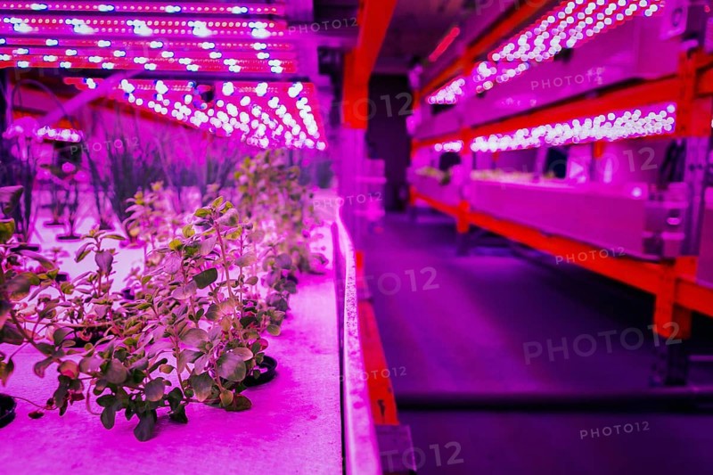 Various herbs and vegetables grow under special LED lights belts in aquaponics system combining fish aquaculture with hydroponics, cultivating plants in water under artificial lighting, organic food concept Prague, Czech republic