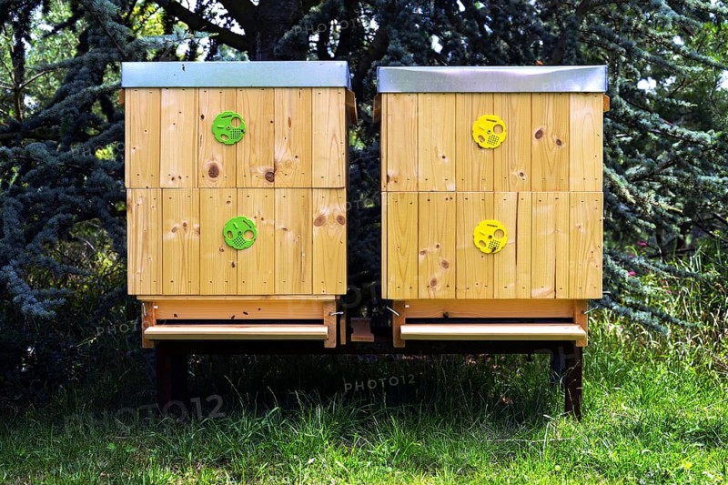 Bees flying into wooden hive on a sunny day Prague Czech republic