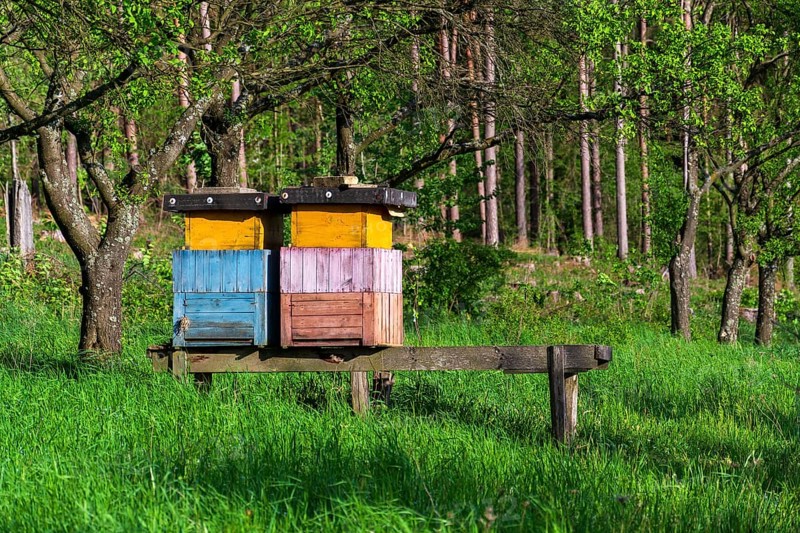 Colorful wooden beehives in beautiful autumn nature, sunny day, orchard and forest in background Prague Czech republic