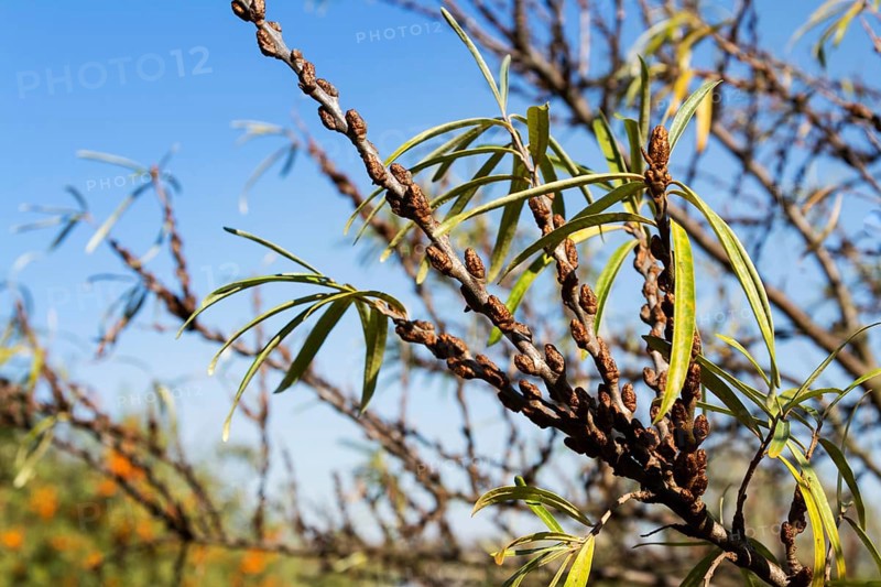 Hippophae rhamnoides male plants detail with female fruit berries in background, common sea buckthorn shrub Prague Czech republic