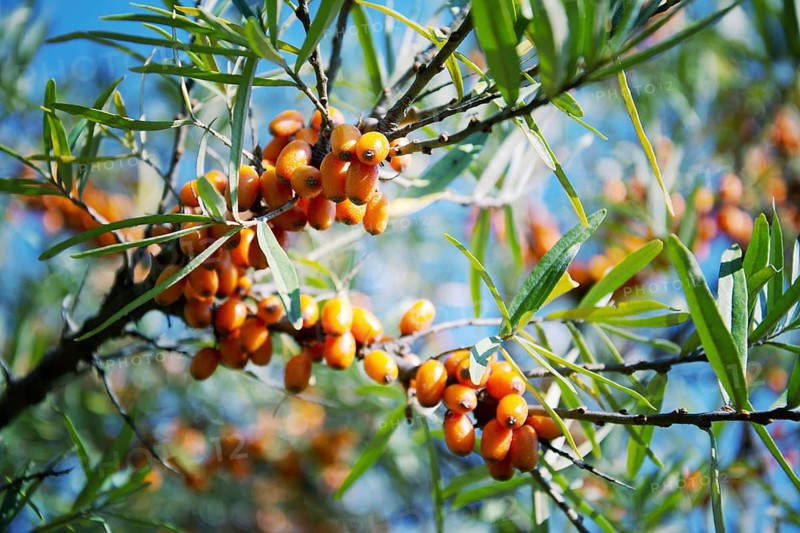 Hippophae rhamnoides female plants with fruit berries detail, common sea buckthorn shrub Prague Czech republic