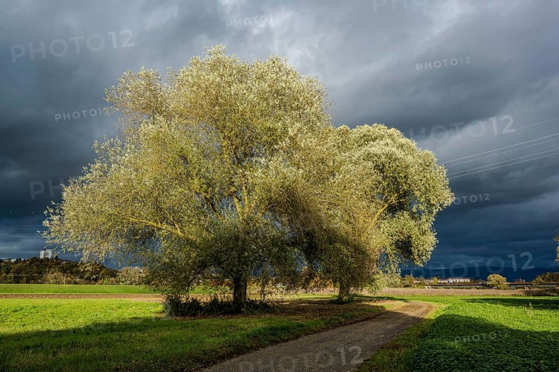 There are two large pastures on a path. The sky is dark and threatening, which creates an atmospheric atmosphere during a stormy day. Bogen, Lower Bavaria