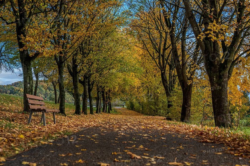 A picturesque trail with colorful autumn trees and a wooden bench. The leaves fall and cover the ground. The scene conveys peace and natural beauty. Bogen, Lower Bavaria
