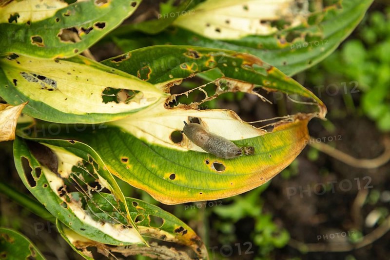 Hosta leaves damaged by Slugs, plant diseases, plant pathology
