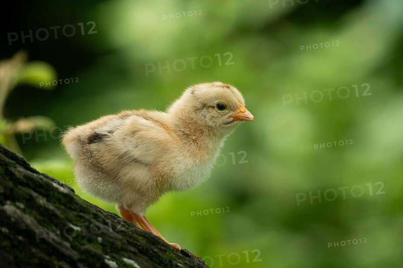 Newborn chicken standing on a tree