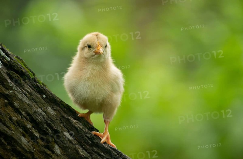 A fluffy baby chicken stands on a tree against a soft green background