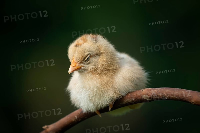 Newborn sick chicken sitting on a tree branch