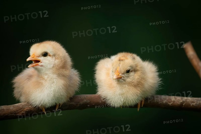 Two newborn chickens sitting on a tree branch