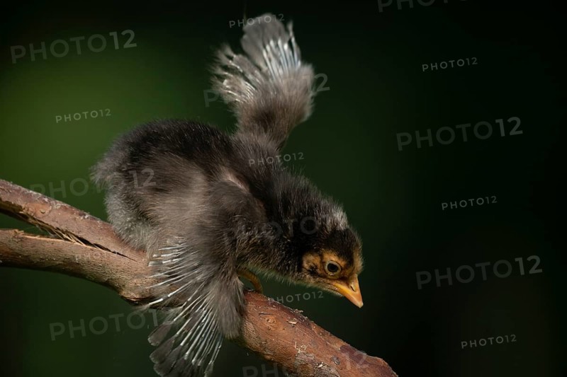 Newborn chicks falling from tree branches