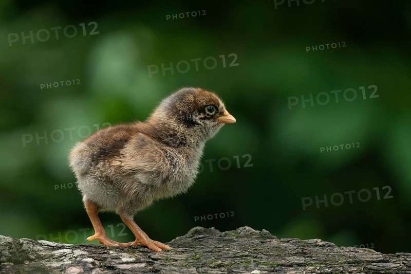 A fluffy baby chicken walks on a tree against a soft green background