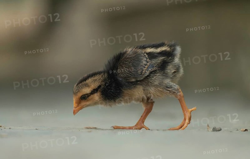 A newborn chicken is looking for food in the yard