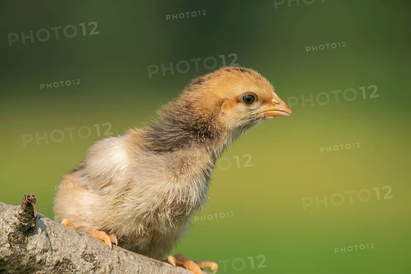 Newborn chick sitting on a tree branch