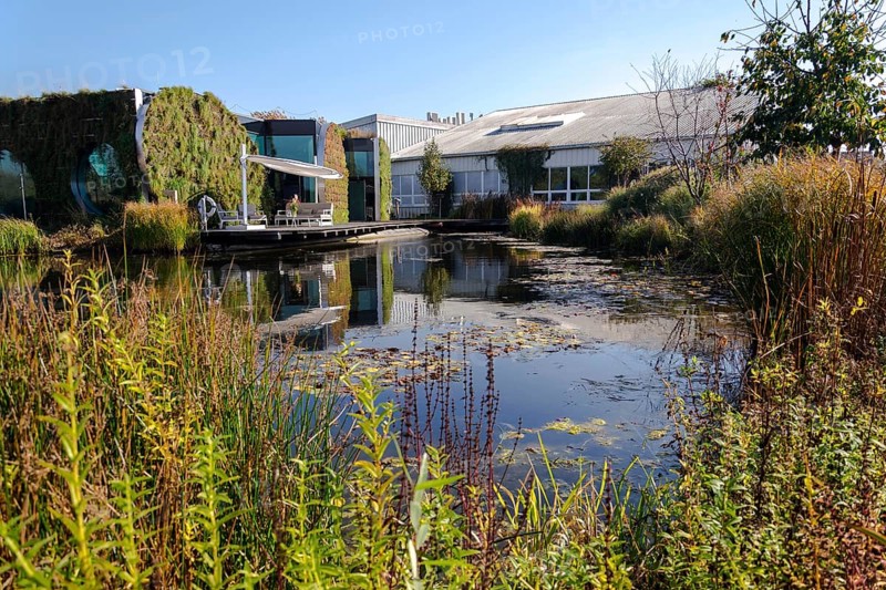 Vertical garden on facade with green living wall reflecting in natural biotope pool with self-cleaning water with with plants, natural air conditioning concept, sunny summer day Prague Czech republic
