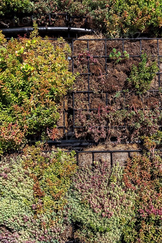 Green plants and grass growing through mesh of galvanized iron wire gabion boxes filled with soil, green living wall, vertical garden exterior facade Prague Czech republic