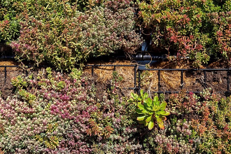 Green plants and grass growing through mesh of galvanized iron wire gabion boxes filled with soil, green living wall, vertical garden exterior facade Prague Czech republic