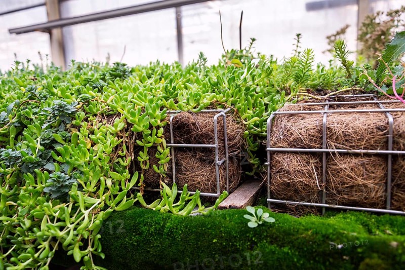 Green plants and grass growing through mesh of galvanized iron wire gabion box filled with soil, used for green living wall, vertical garden exterior facade Prague Czech republic