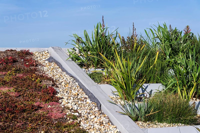 Root zone waste water sewage treatment plant on the extensive green ecological living sod roof Prague Czech republic