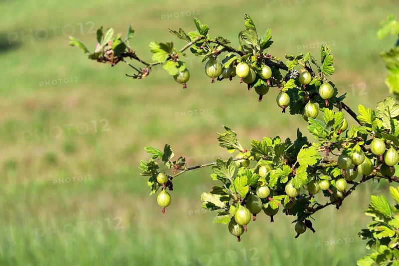 Green gooseberry fruit bush Ribes uva-crispa in garden