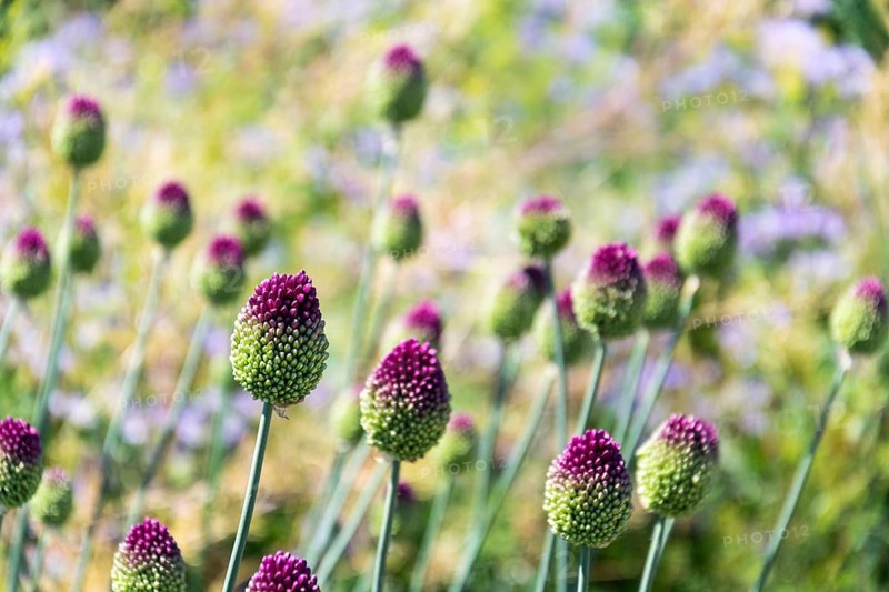 Beautiful purple green blooming round-headed garlic flower, allium sphaerocephalon on blurred summer meadow background, sunny day