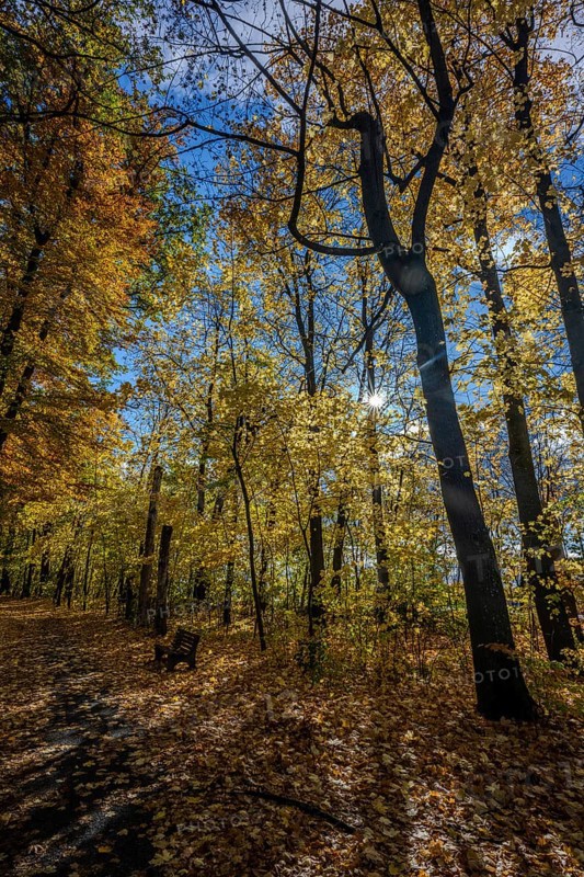 A quiet forest trail in autumn, surrounded by colorful foliage. The sun shines through the trees and creates a golden atmosphere. Perfect for a stroll. Straubing, Lower Bavaria
