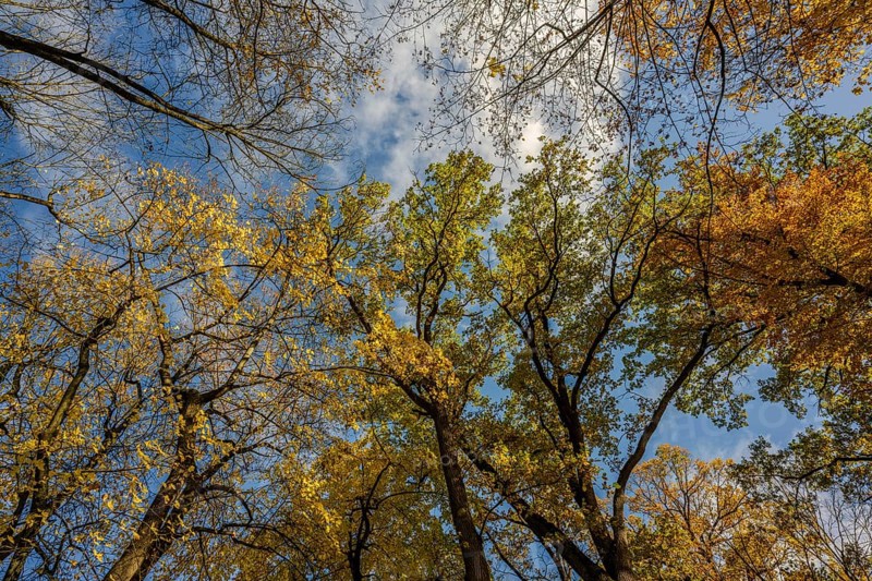 Colourful leaves hang from tall trees in autumn. The sky shows clouds and bright blue. The colors vary between yellow, green and brown. Straubing, Lower Bavaria
