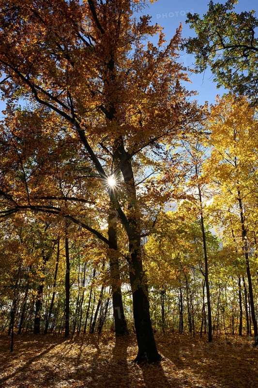 A large tree stands in the forest, surrounded by colorful autumn leaves. The sun shines through the branches and casts beautiful shadows on the ground. The sky is clear and blue. Straubing, Lower Bavaria