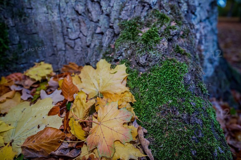 Under a large tree, there are yellow leaves on green moss. The forest shows bright autumn colors in soft light. Straubing, Lower Bavaria