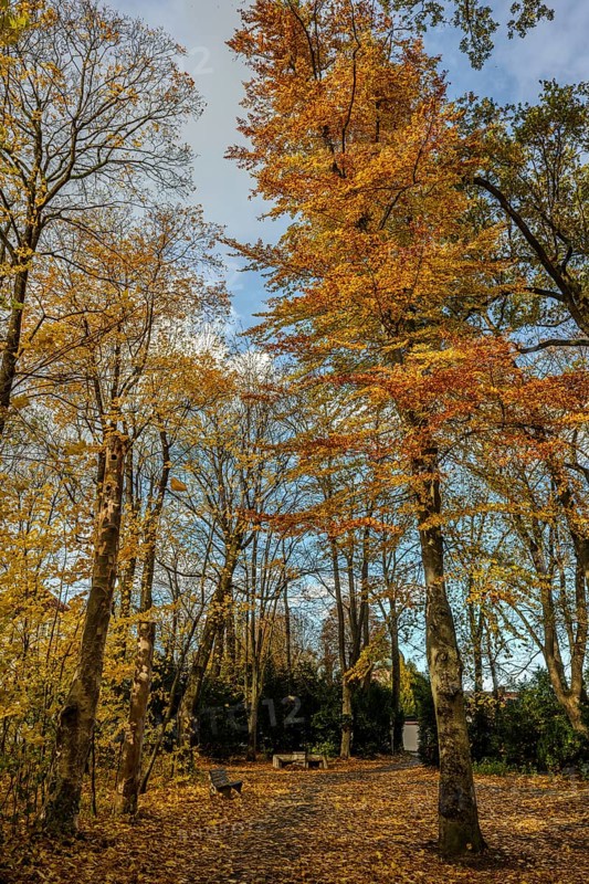 The park has tall trees with bright yellow and orange leaves. The ground is covered with fallen leaves. The sky is clear and blue, it is a peaceful autumn scene. Straubing, Lower Bavaria