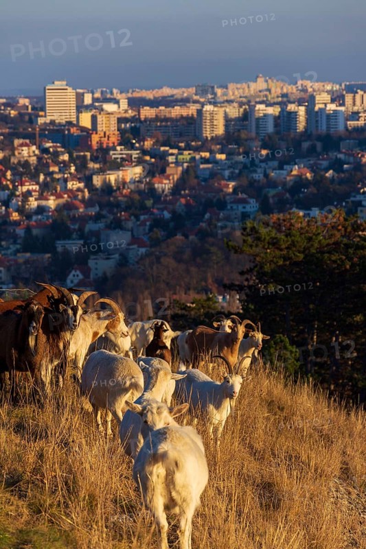 Goats grazing on meadow, city pasture management, sunny day Prague Czech republic
