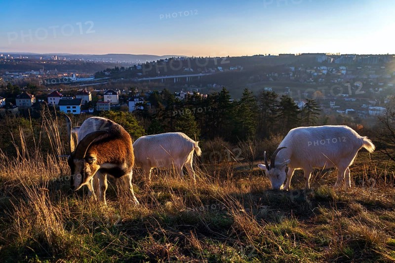Goats grazing on meadow, city pasture management, sunny day Prague Czech republic