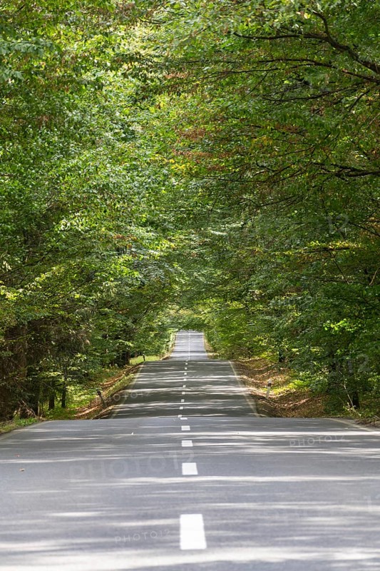 Empty road with broken line in the middle of deciduous forest, green trees alley, sunny summer day, carbon gas emissions or wanderlust concept Krivoklat Czech republic